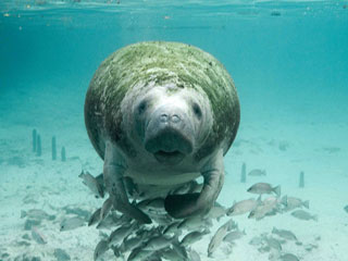 Manatee with School of Fish