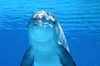 Dolphin Looking at You