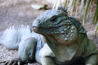 Blue Iguana