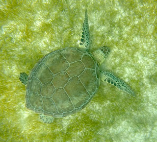 Turtle