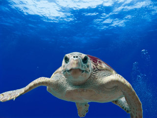 Loggerhead Turtle