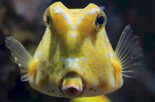 LongHorn Cowfish