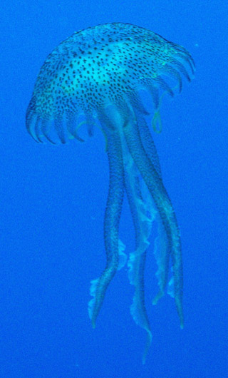 Jellyfish Malta