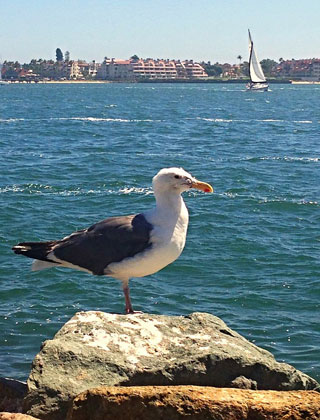 San Diego Bay California