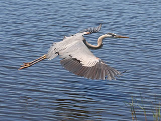 Bird Flying Over Water