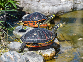 Turtles on Rocks