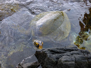 Sea Turtle Sticking Head Up from Water