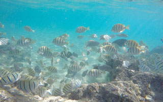 School of Fish