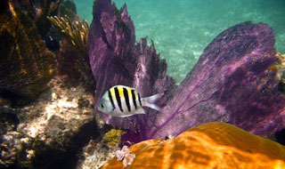 Snorkeling Reef with Fish