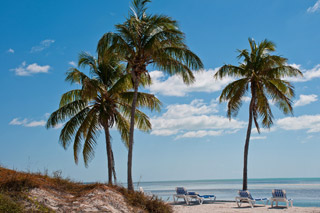 Palm Trees and at the Beach